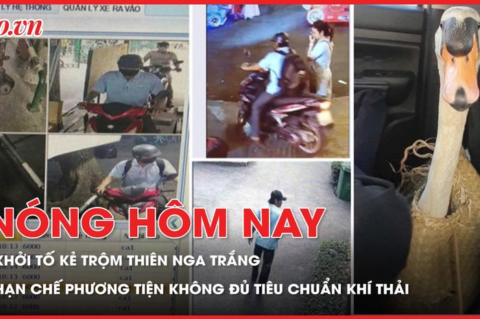 Khởi tố kẻ trộm thiên nga trắng ở Thảo Cầm Viên; TP.HCM tiến tới hạn chế phương tiện không đủ tiêu chuẩn khí thải - Báo Pháp Luật TP.HCM