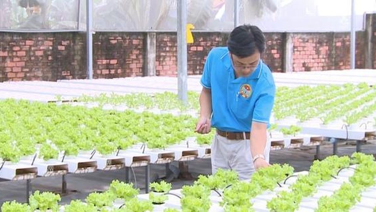 Vườn rau 4.0 của nông dân thời số - Báo Người Lao Động