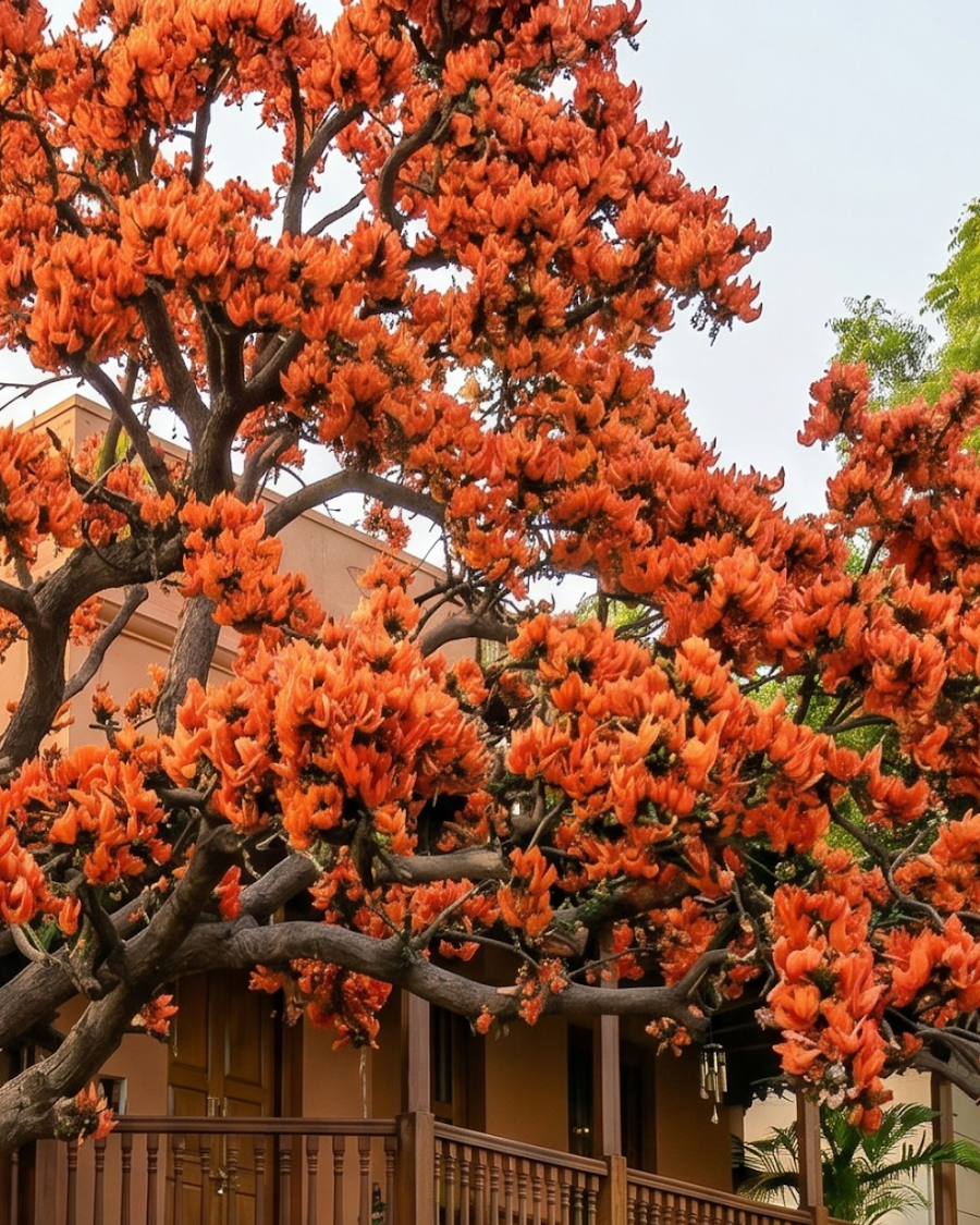 Red Palash Plant — view 6