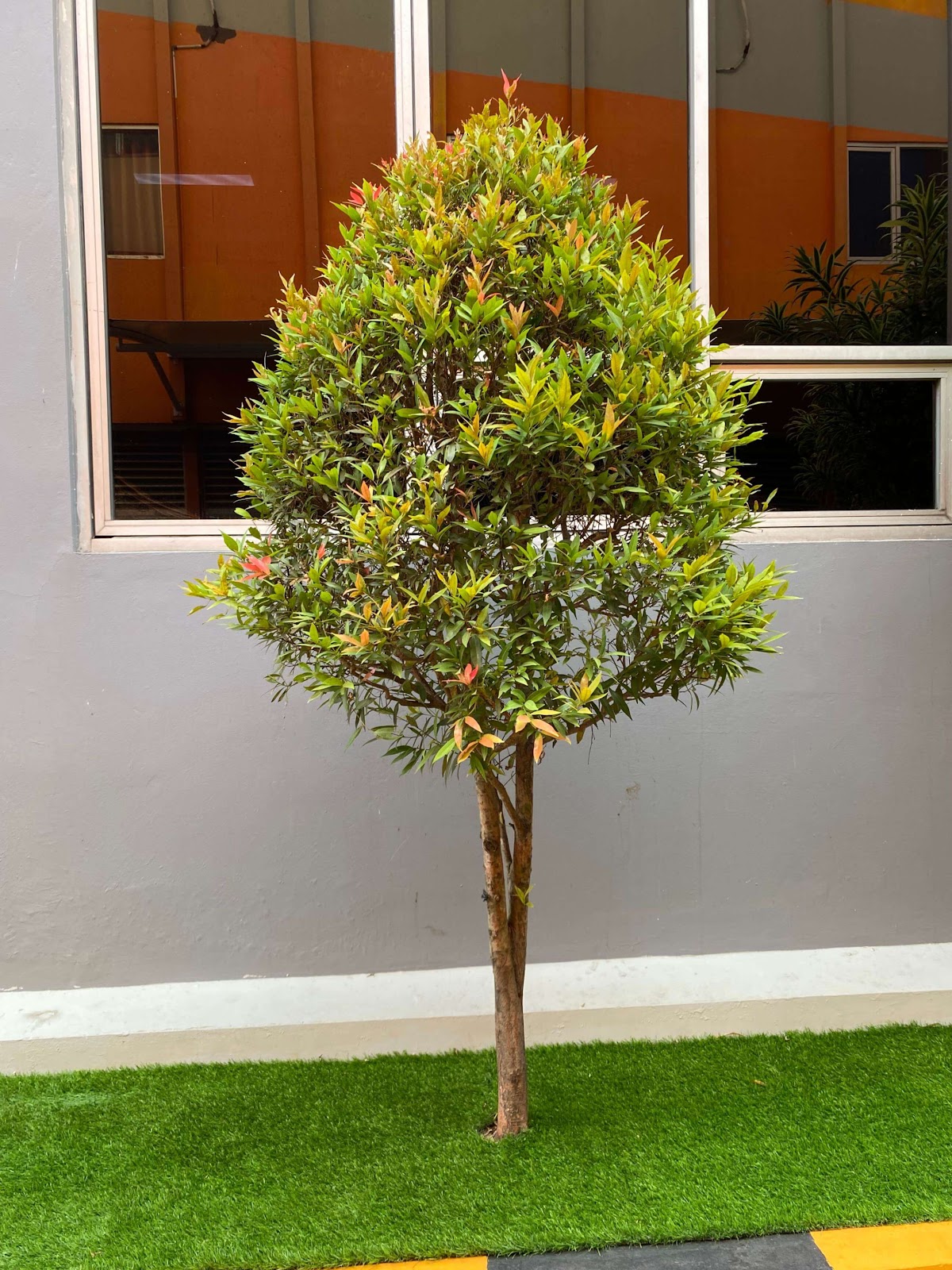 image of Red Shoot Tree