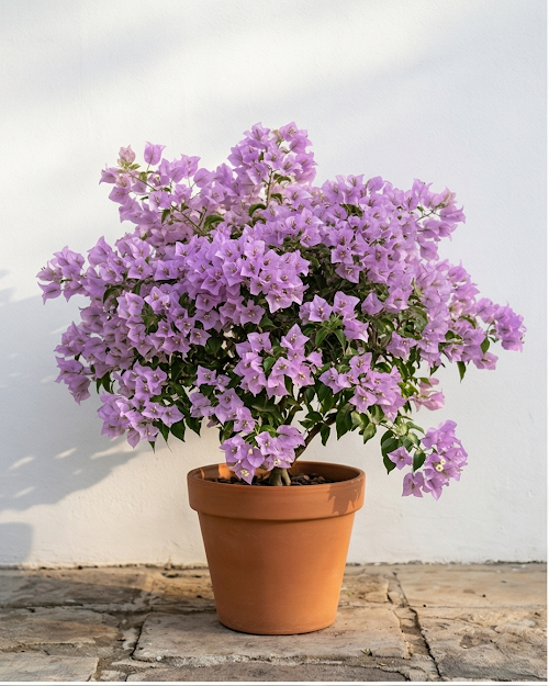 Imported Formosa Lilac Bougainvillea Plant