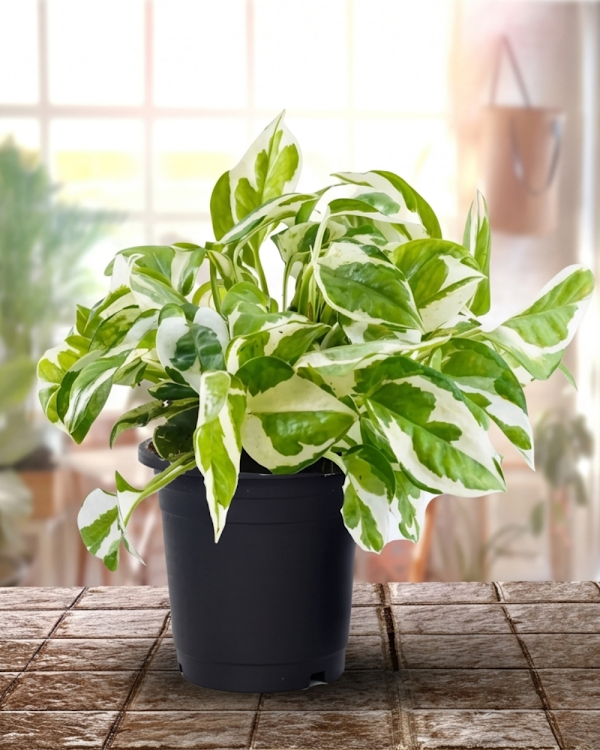 Marble Money Plant Indoor