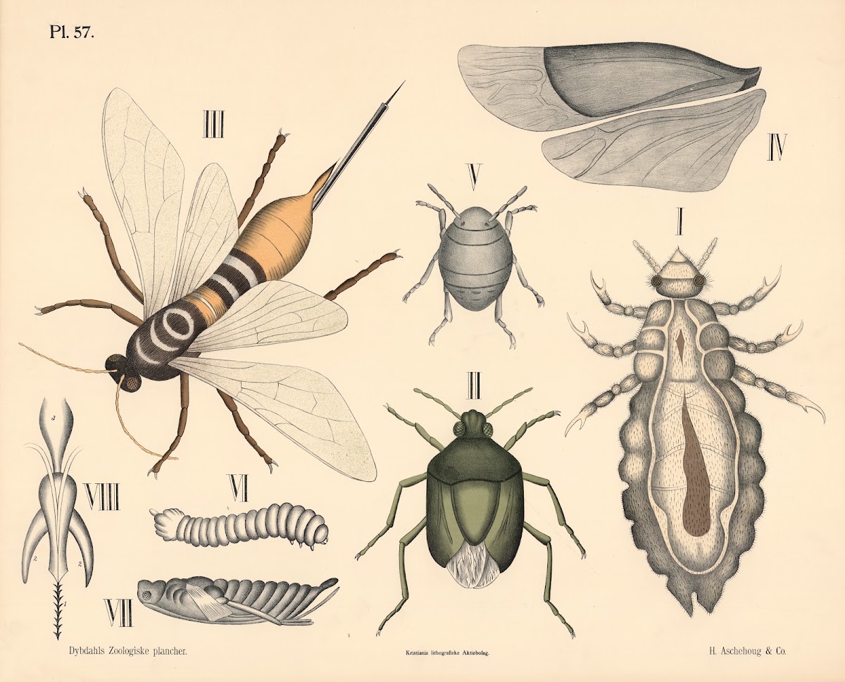 Insekter Årevinger og næbmundede 1881