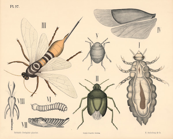 Insekter Årevinger og næbmundede 1881