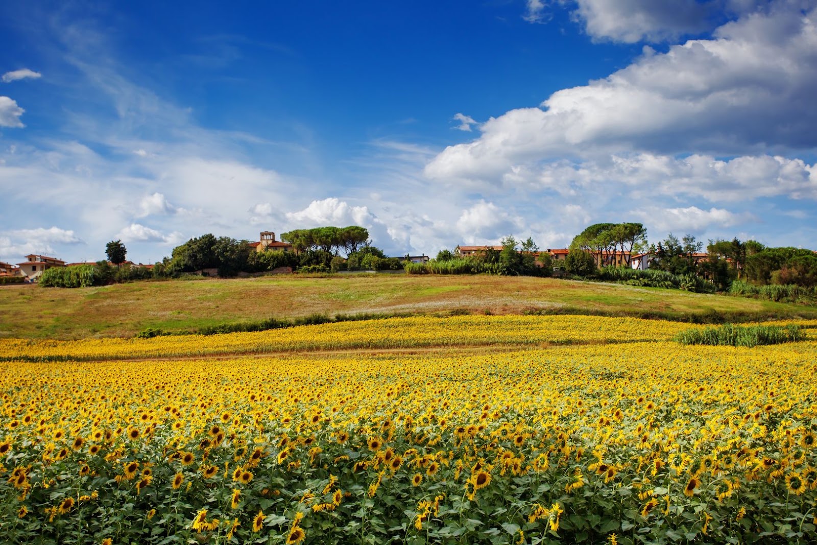 Bright yellow sunflower field set against the rolling countryside of Tuscany, Italy.