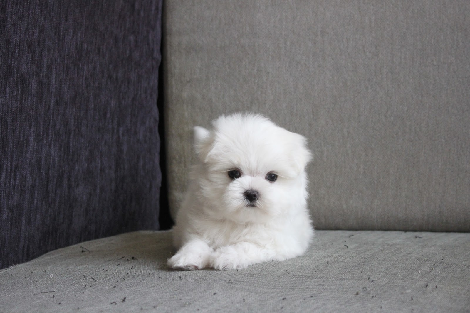 12/9出生 高端優質迷你瑪爾濟斯妹妹