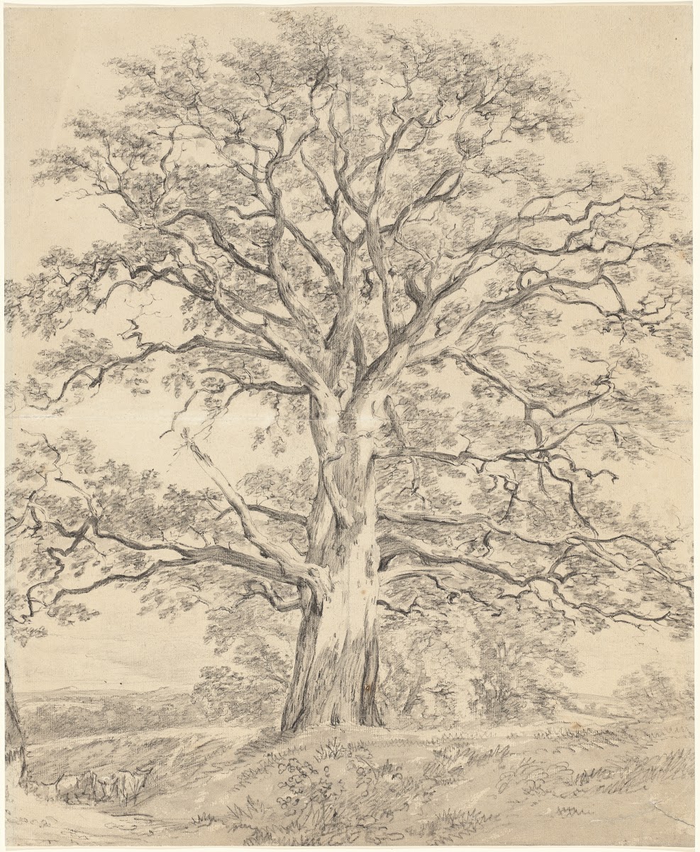 A Great Oak Tree c 1801