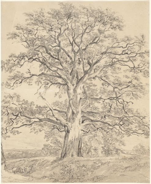 A Great Oak Tree c 1801