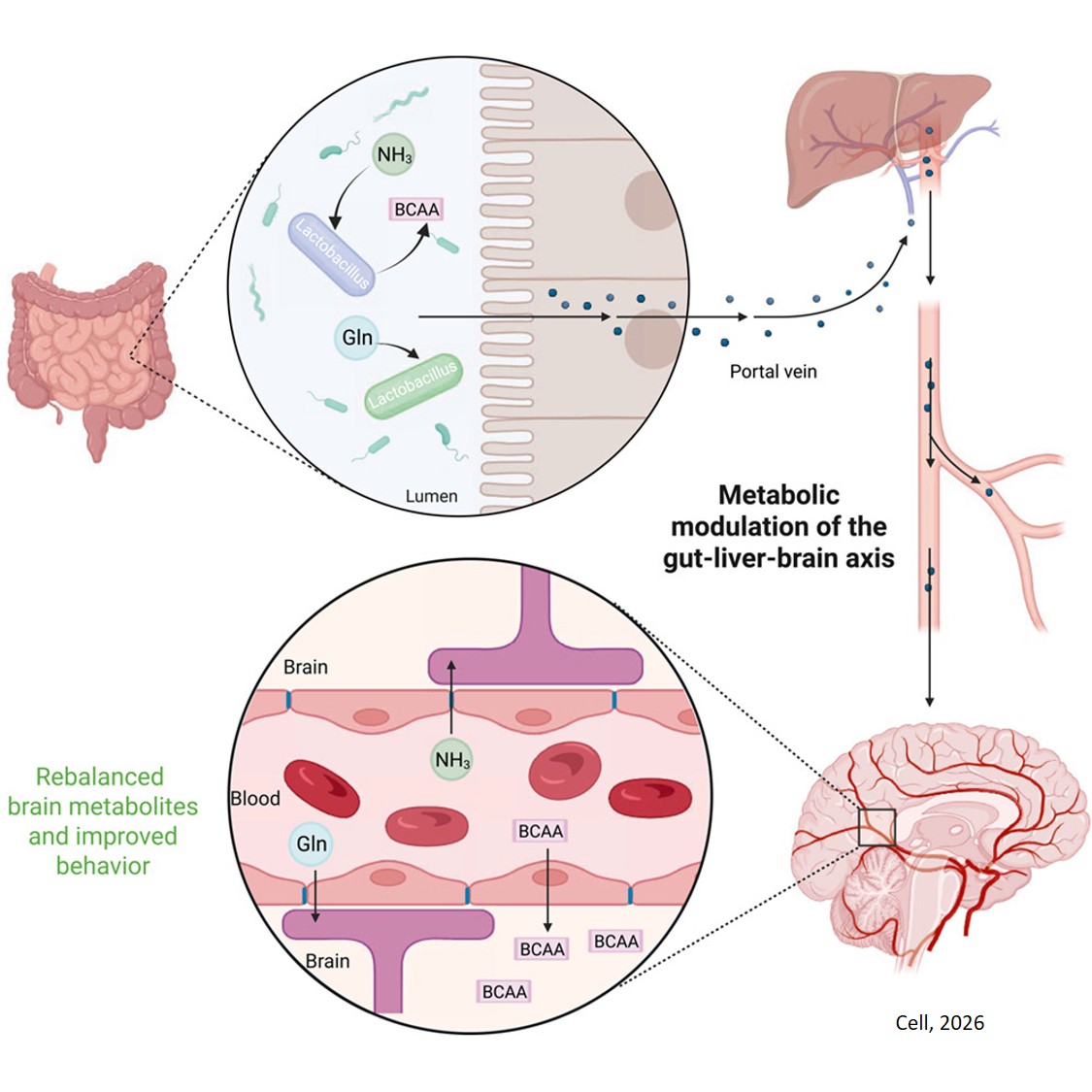 Engineered commensals for metabolic modulation of the gut-liver-brain axis
