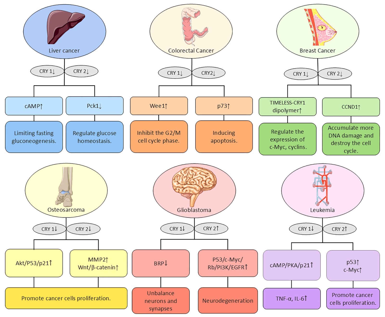 The role of cryptochrome (CRY) in cancer: molecular mechanisms and clock-based therapeutic strategies
