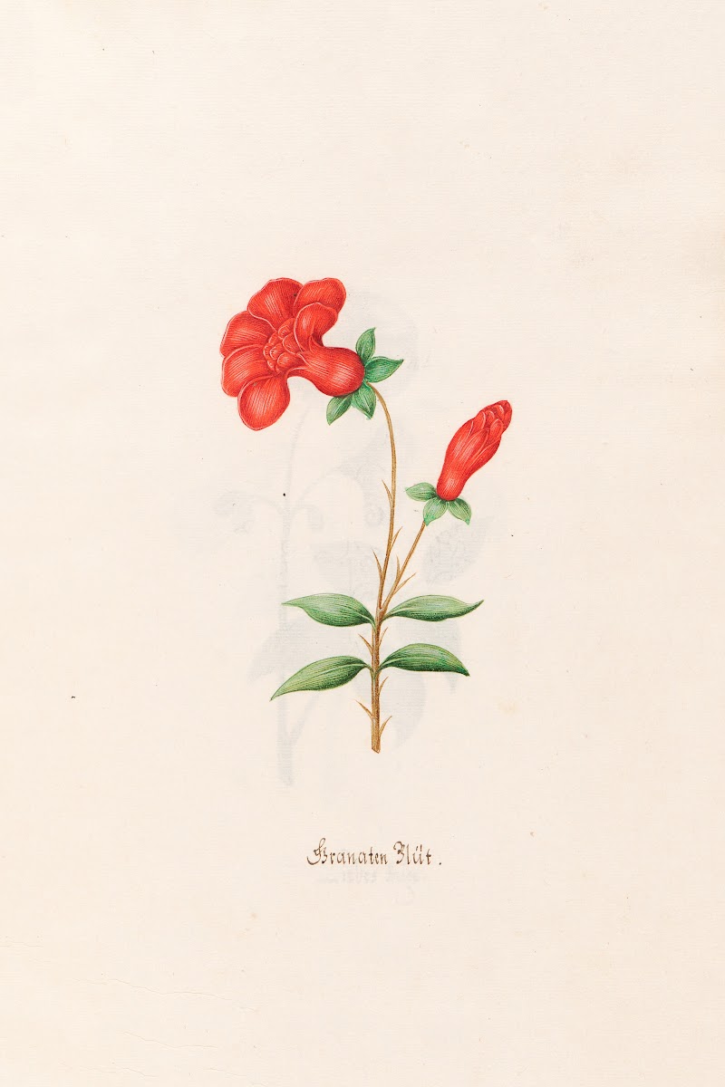 Granaten Blüt 1692