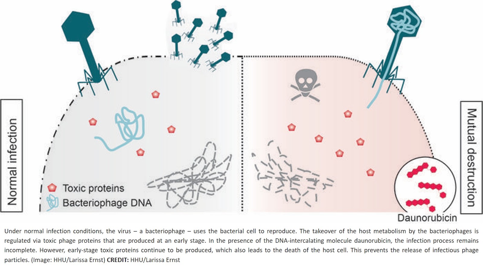 DNA-intercalating antiphage molecules trigger abortive infection through mutual destruction and synergize with bacterial immunity