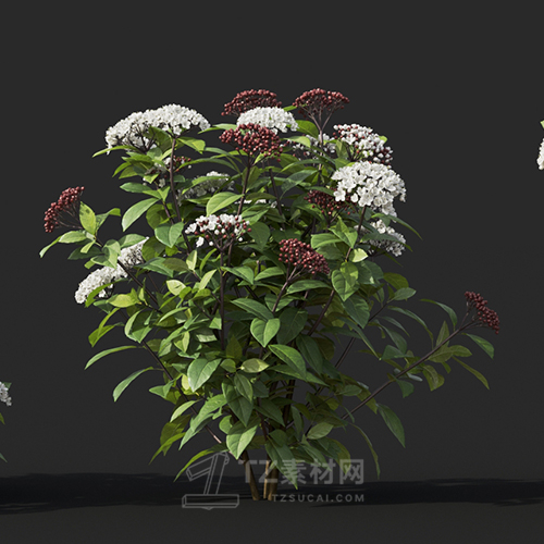 Maxtree - Plant Models Vol.60