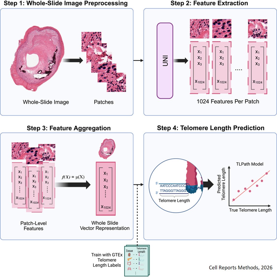 Tissue morphology predicts telomere shortening in human tissues