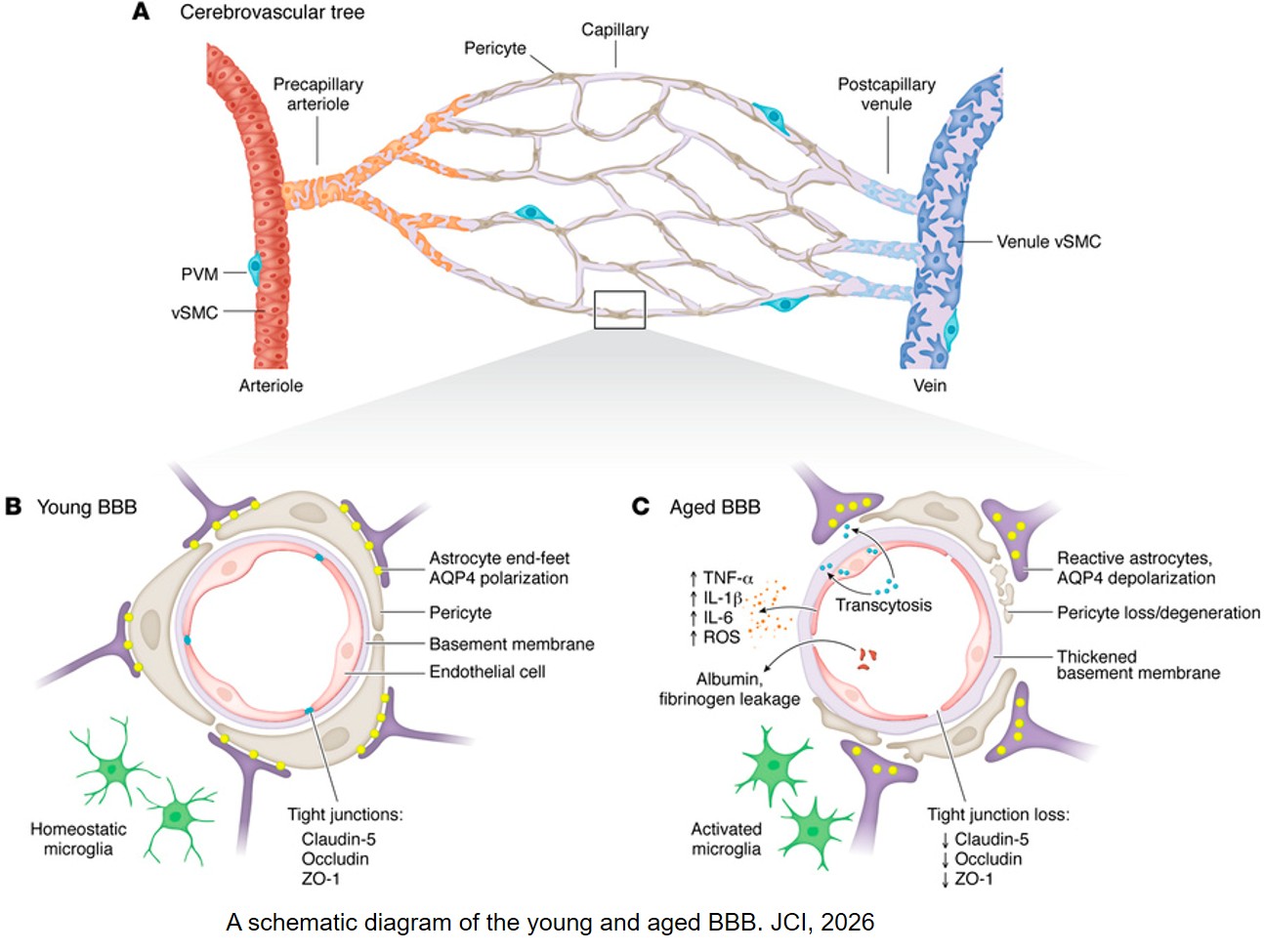 The bone-cerebrovascular axis: effects of bone aging on neurovascular dysfunction and neurodegeneration