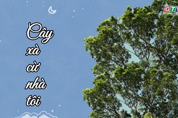 Ngăn ký ức: Cây xà cừ nhà tôi - Báo Gia Lai