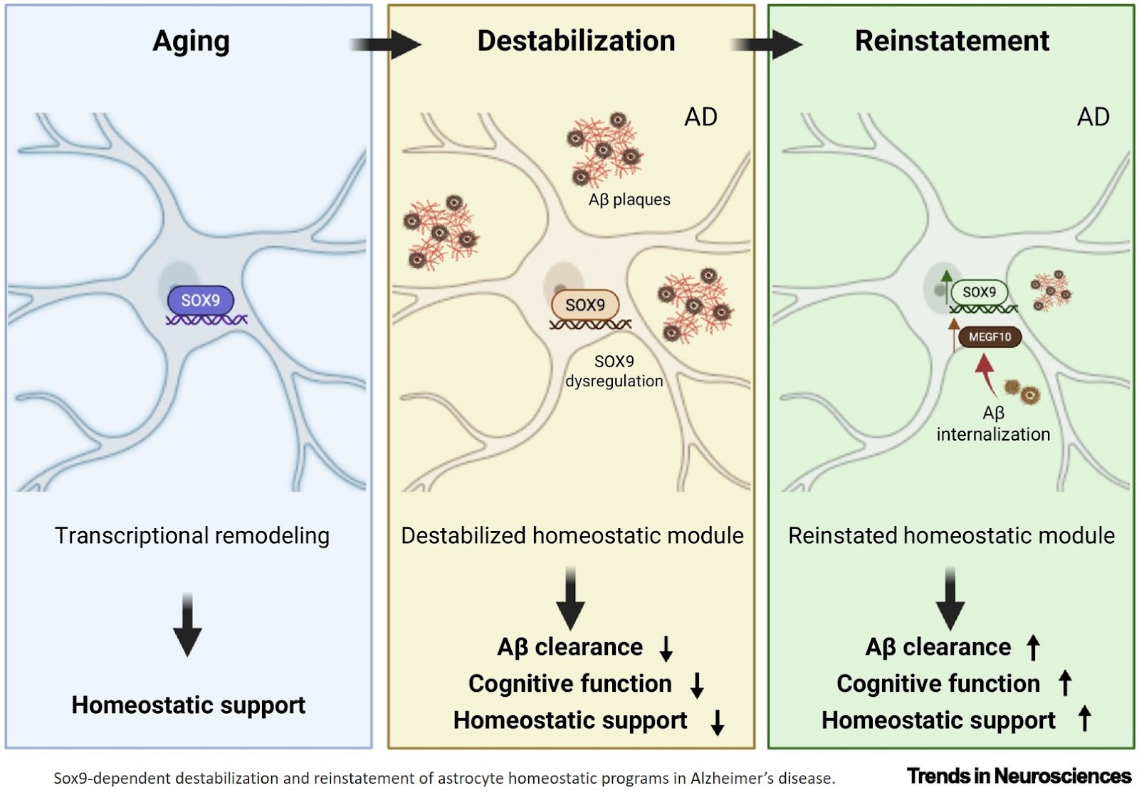 Reprogramming aging astrocytes in Alzheimer’s disease