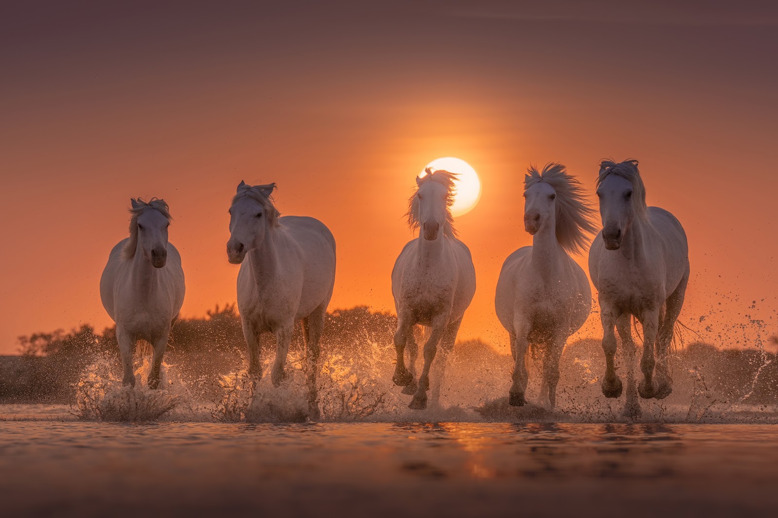 Horses Wallpaper