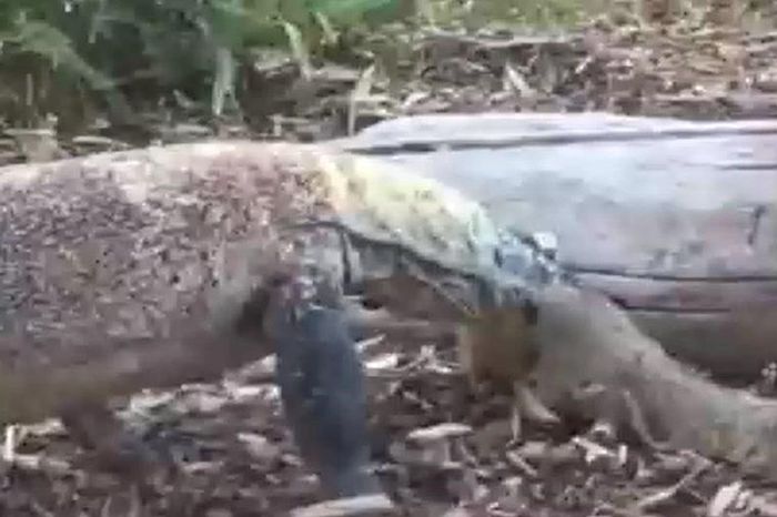 Kỳ đà khổng lồ tung cú phi thân chớp nhoáng, bắt sống sóc giữa bụi cây - Tạp chí Doanh Nghiệp Việt Nam
