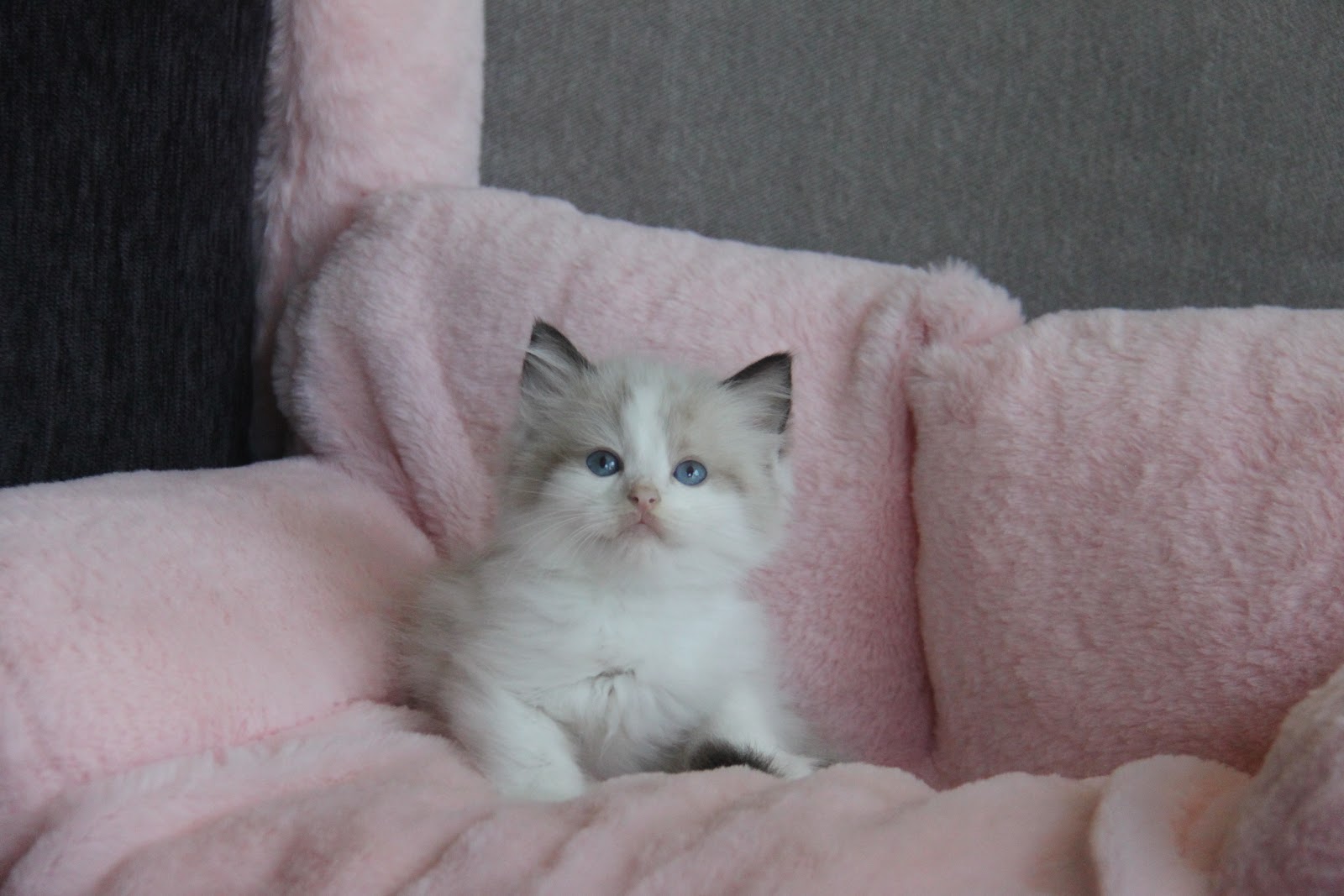 12/18出生 高端優質海雙布偶貓弟弟