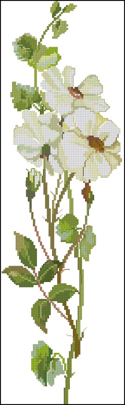 CMP FJ637WHITE Rose