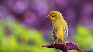 Bird Wallpaper