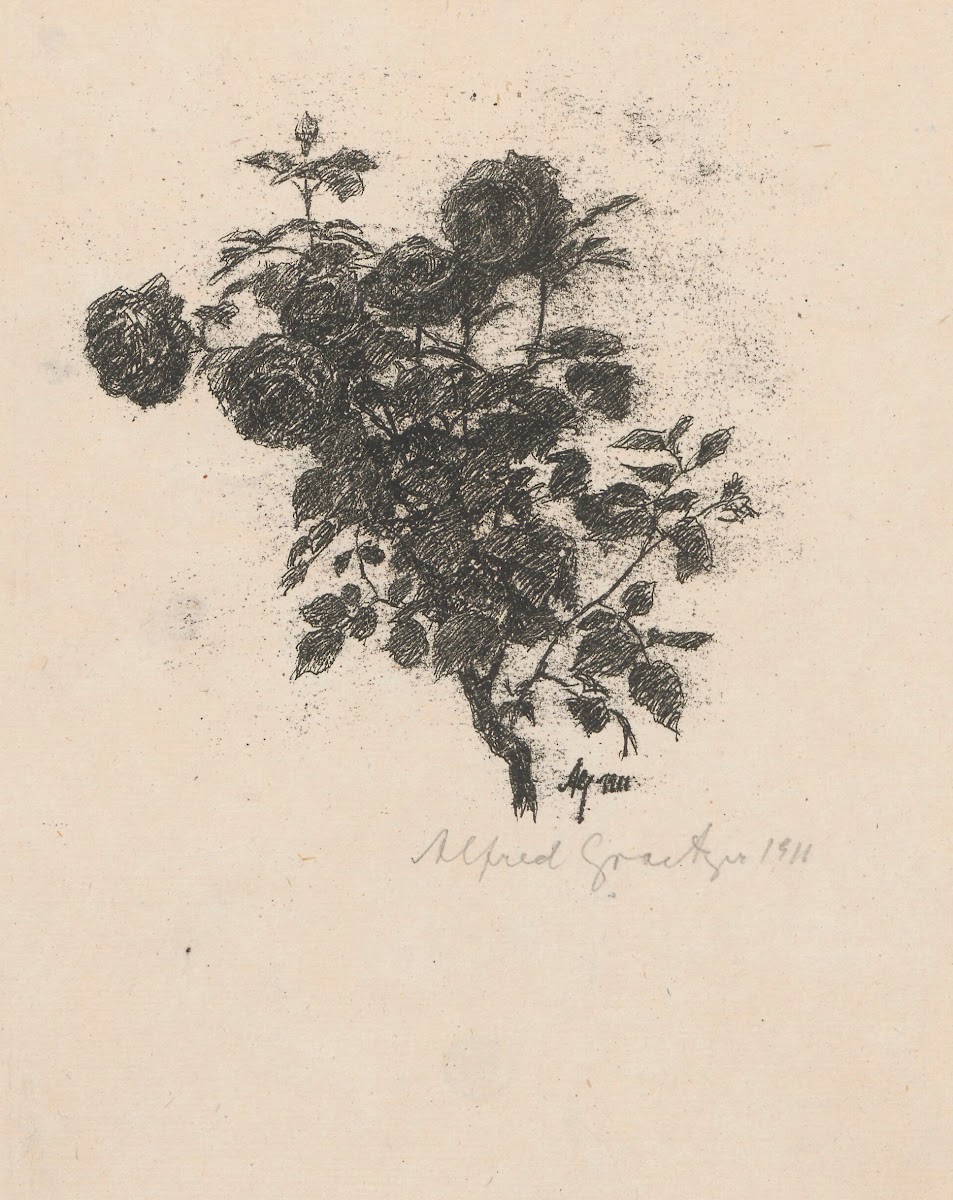 Róże 1911