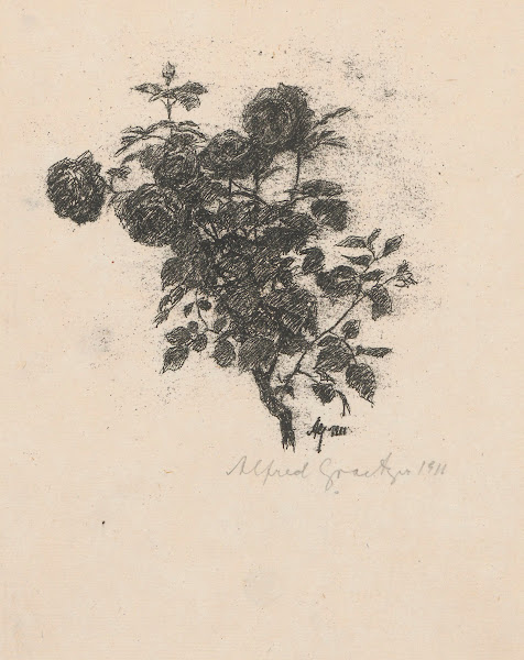 Róże 1911