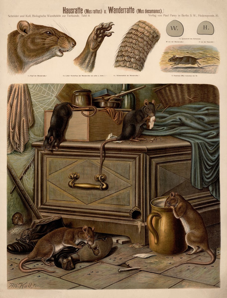 House rat Mus rattus