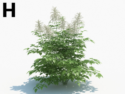 Maxtree - Plant Models Vol.3