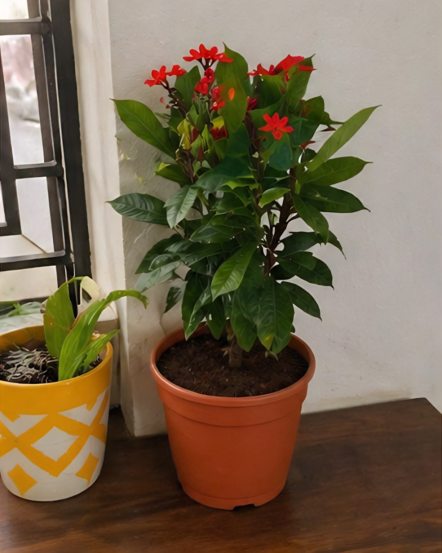 Jatropha Plant — view 6