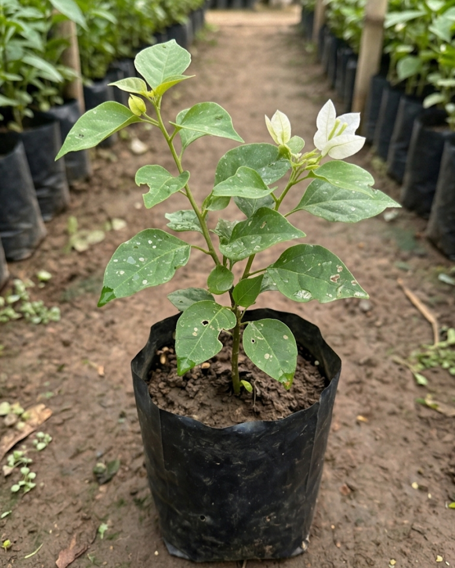Imported Thai White Ball Bougainvillea Plant — view 3