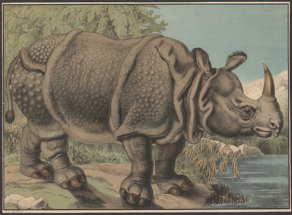 Rhinoceros