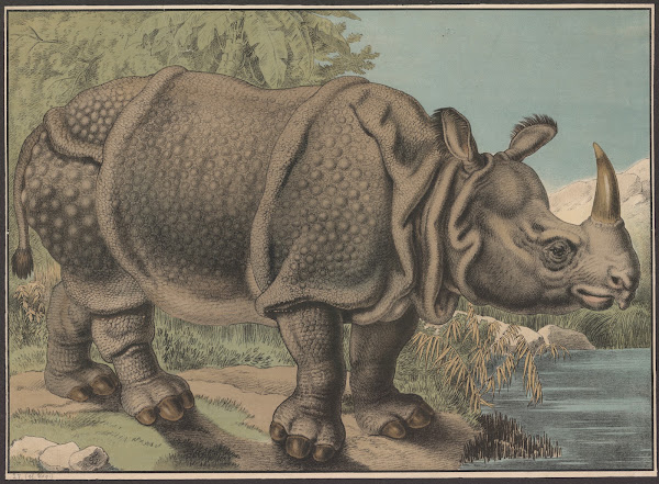 Rhinoceros