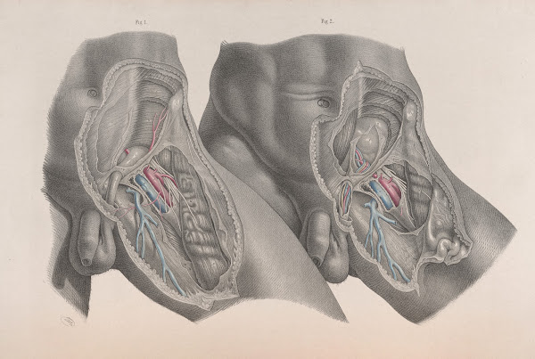 Surgical anatomy Pl28 1856