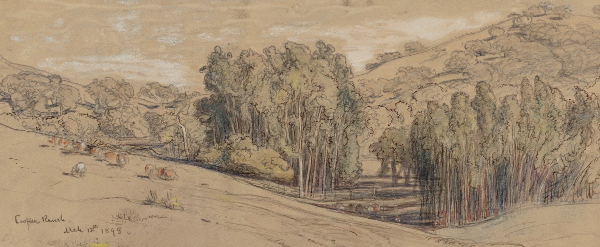 Eucalyptus Groves on the Cooper Ranch Santa Barbara 1898
