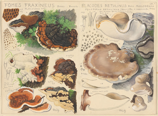 Fomes fraxineus Placodes betulinus 1915 1945