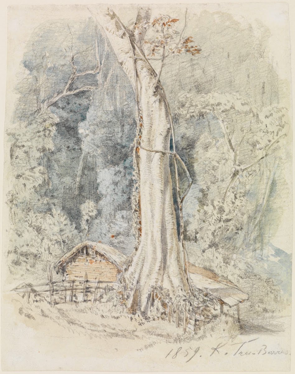Haus mit Unterstand im Urwald bei Tres Barras 1859