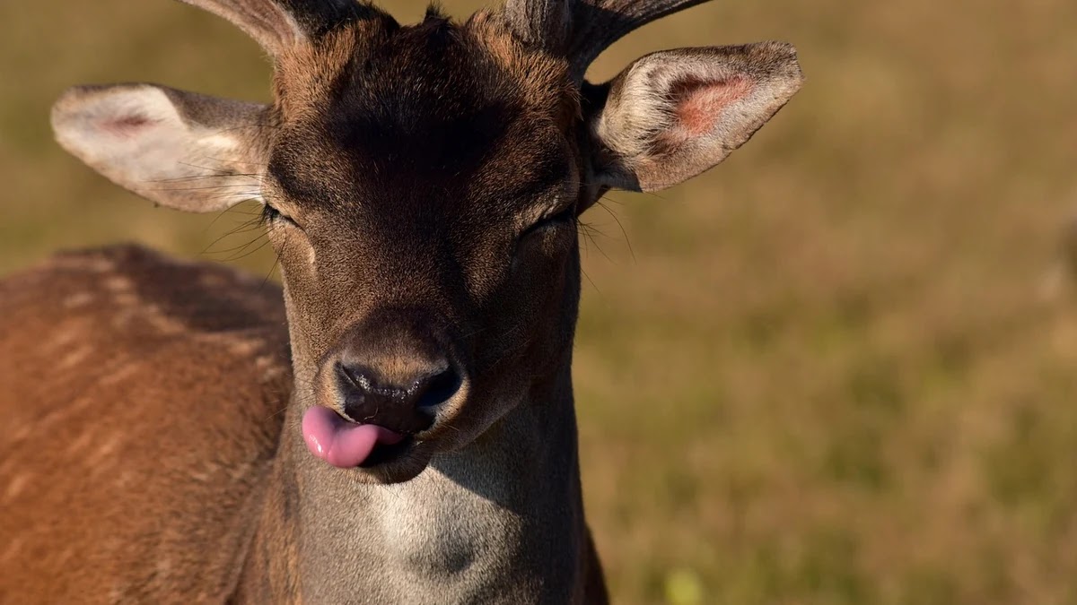 달면 삼키고 쓰면 뱉는다 관용구의 차이와 비슷한 표현