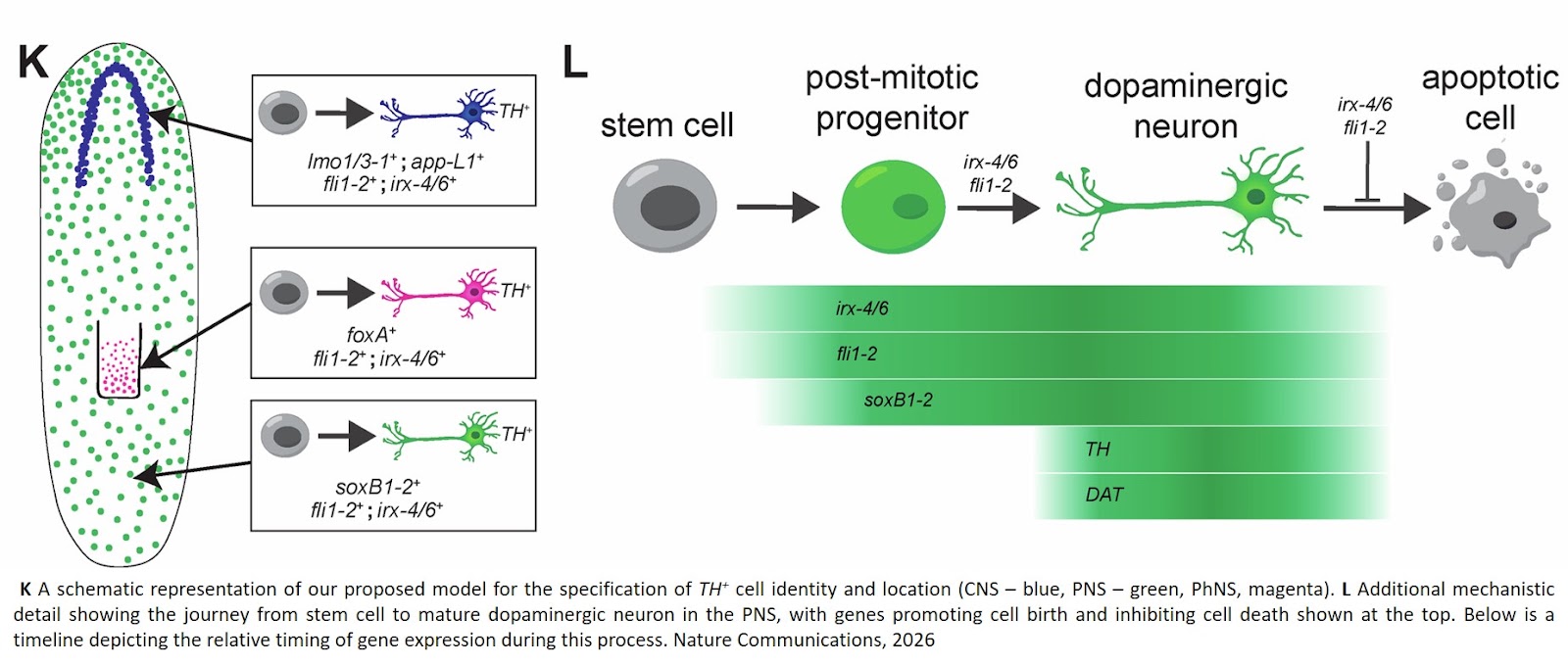 Combinatorial mechanisms specify cellular location and neurotransmitter identity during planarian neurogenesis