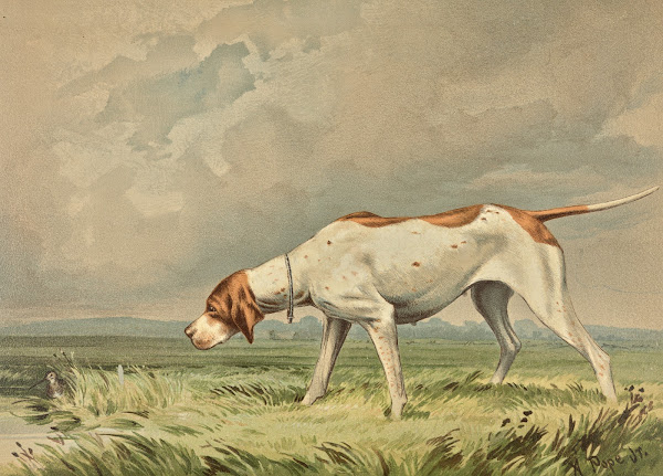 Standing Pointer gazing at small bird in pond 1880