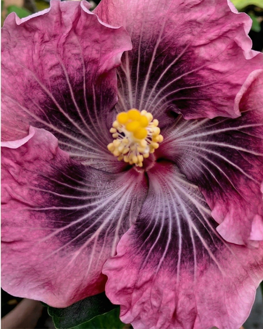 Hibiscus Asia Purple Temptation — view 3