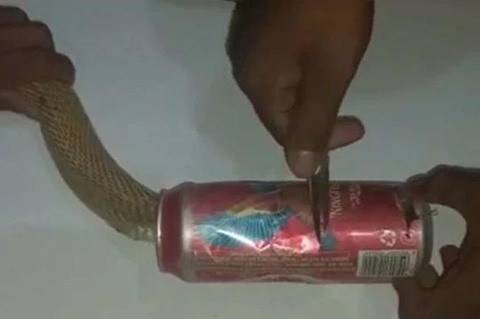 Rắn hổ mang chúa mắc kẹt trong lon bia và màn giải cứu 'nghẹt thở' - Tạp chí Doanh Nghiệp Việt Nam