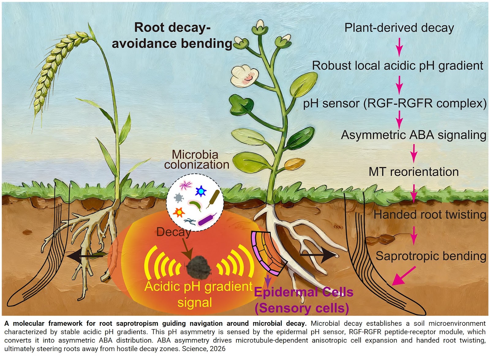 ‘Saprotropism’ helps roots avoid decaying plant matter