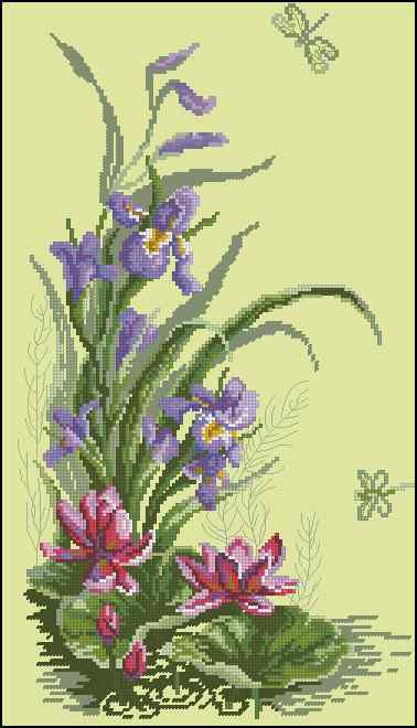 CMP 170042 Irises