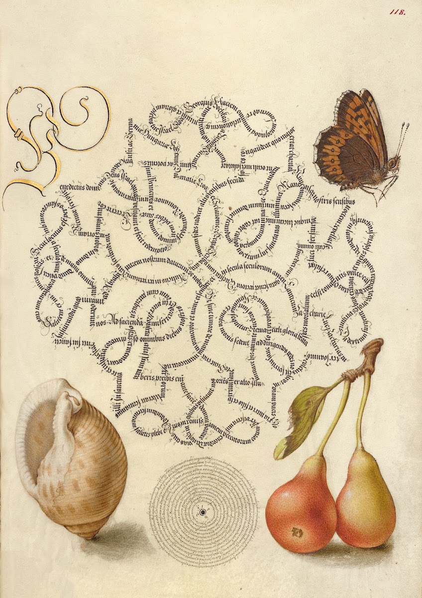 Butterfly Marine Mollusk and Pear 15611596
