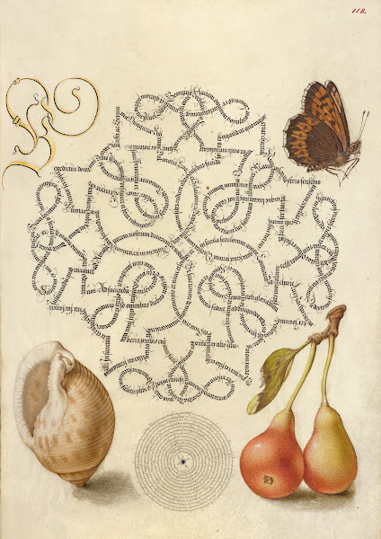 Butterfly Marine Mollusk and Pear 15611596
