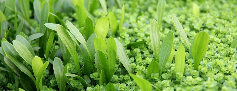 Sagittaria sp. narrow leaf