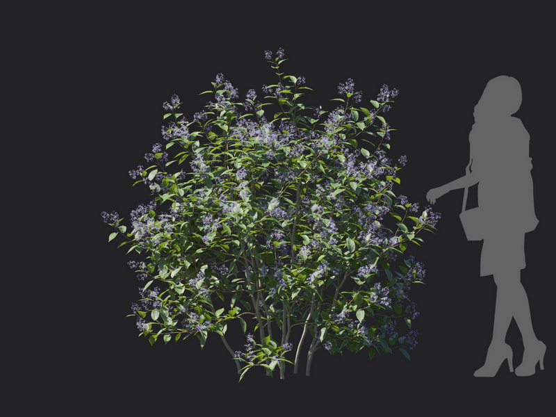 Maxtree - Plant Models Vol.129