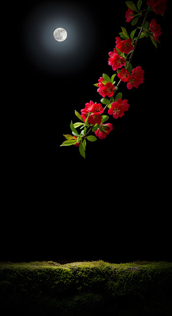 Dramatic Night Scene with Red Blossoms Branch Hanging Over Stone Wall and Full Moon - Free mobile Wallpaper